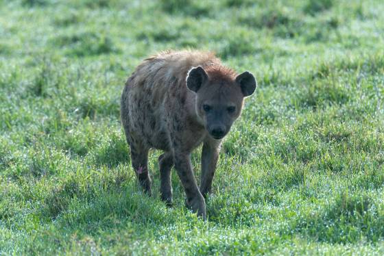 Spotted Hyena Hyena seen in Ngorongoro Crater, Tanzania.