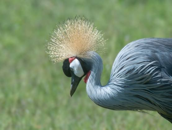 Grey Crowned Crane Grey Crowned Crane seen in Tanzania