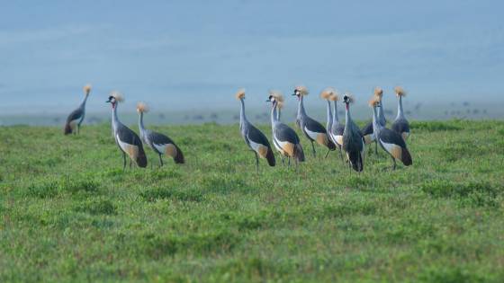 A dozen Grey-crowned Cranes Flock of Grey-crowned Cranes in Ngorongoro Crater, Tanzania.