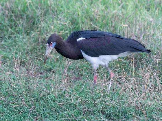 Abdims Stork Abdims Stork seen in Tanzania.