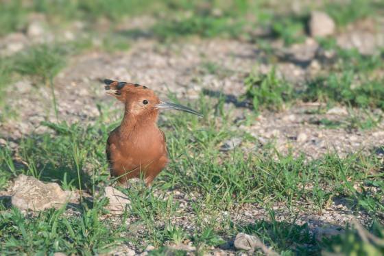 African Hoopoe African Hoopoe seen in Tanzania.