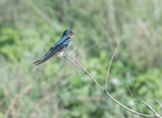 Barn Swallow Barn Swallow seen in Tanzania
