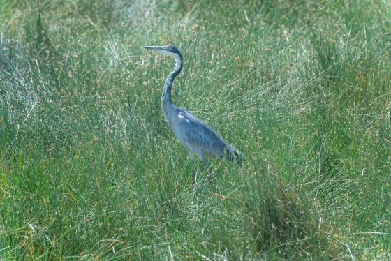 Black-headed Heron Black-headed Heron seen in Tanzania