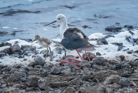 Black-winged Stilt and chick Black-winged Stilt and chick seen at Lake Masek, Tanzania.