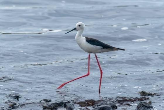 Black-winged Stilt Black-winged Stilt on the shore of Lake Masek, Tanzania.