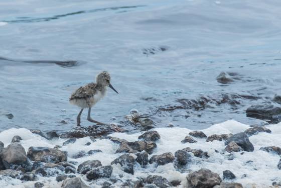 Black-winged stilt Chick Baby black-winged stilt seen on the shore of Lake Masek, Tanzania.