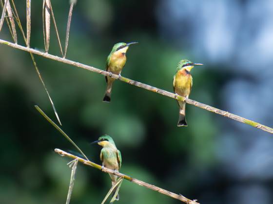 Cinnamon-chested bee-eaters Cinnamon-chested bee-eaters seen in Tanzania.