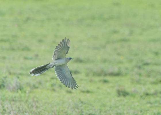 Cuckoo Bird in Flight Cuckoos are known for their unique and often loud calls. They also lay their eggs in the nests of other bird species, a behavior known as brood parasitism. The...