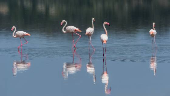 Flamingos on Ndutu Lake Flamingos reflected on Ndutu Lake in Tanzania.