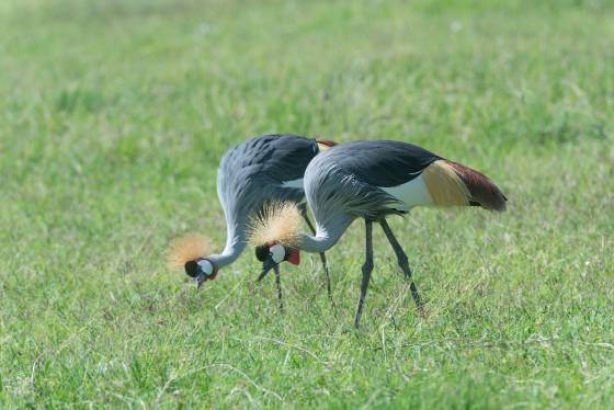 Grey Crowned Cranes Mirrored Two Grey Crowned Cranes seen in Tanzania.