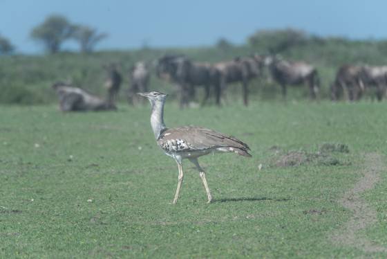 Kori Bustard Kori Bustard seen in Tanzania.