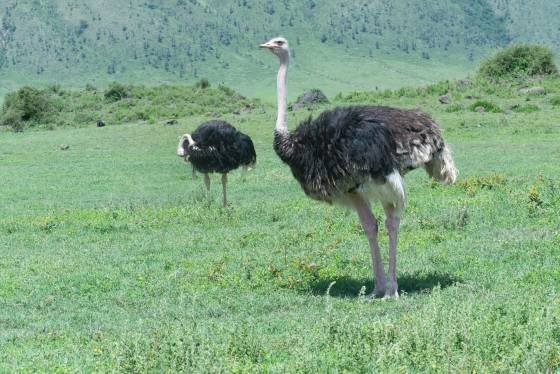 Ostriches Ostriches seen in Ngorongoro Crater, Tanzania..