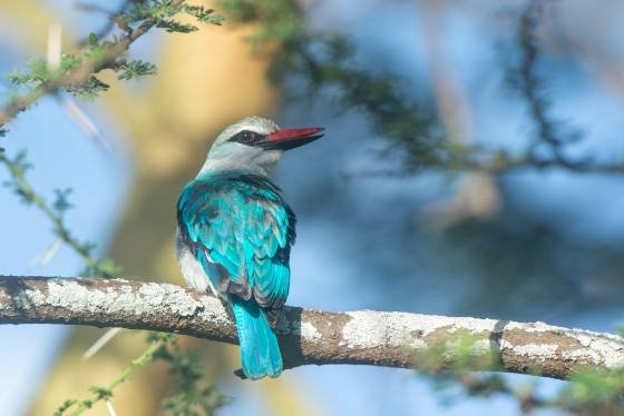 Woodland Kingfisher, Woodland Kingfisher, seen in Tanzania.