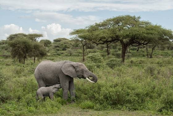 A Monther Gift Elephant calf nursing near Acacia trees in Tanzania.