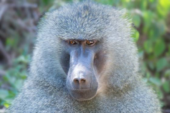 Baboon Head shot Baboon seen near Lake Manyara National Park, Tanzania.