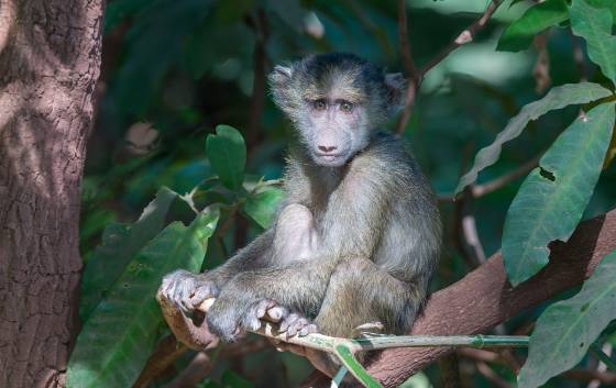 Baby Baboon Baby Baboon seen in Tanzania