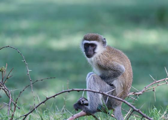 Black-faced Vervet Monkey resting in thorn tree Black-faced Vervet Monkey resting in thorn tree, seen in Tanzania.