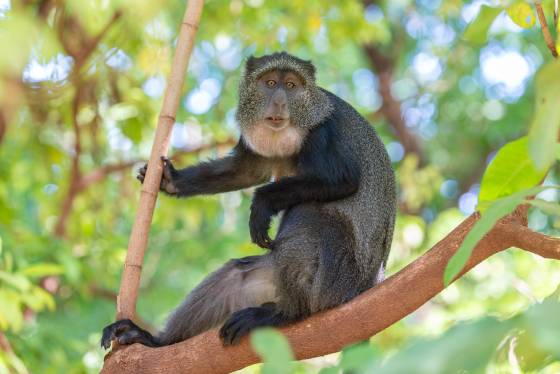 Blue Monkey Blue Monkey seen near Lake Manyara National Park, Tanzania.