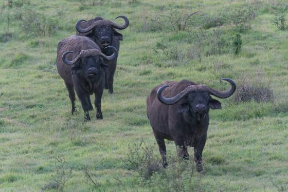Cape Buffalo Trio Cape Buffalo seen in Tanzania.
