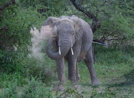 Elephant Dust Bath Elephants take dust baths to protect their sensitive skin from the harsh sun and biting insects and parasites such as ticks and mites.