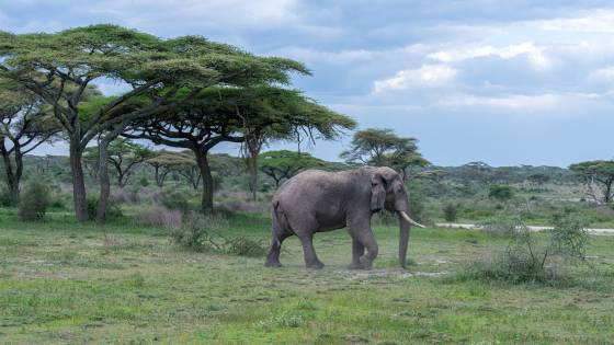 Elephant and Acacia Trees Elephants feed on the leaves, bark, and twigs of acacia trees as part of their diet.