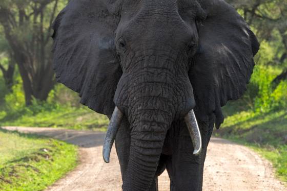 Elephant on country road Elephant walking down a country road in Tanzania.