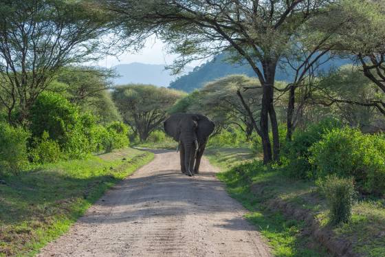 Elephant out for a walk Elephant stolling down a country road in Tanzania.