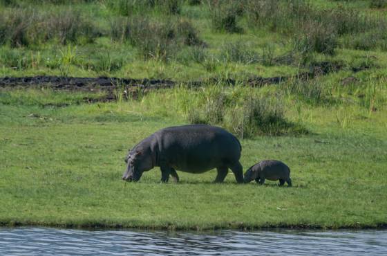 Hippo and calf Hippo and calf seen in Ngorongoro Crater, Tanzania.