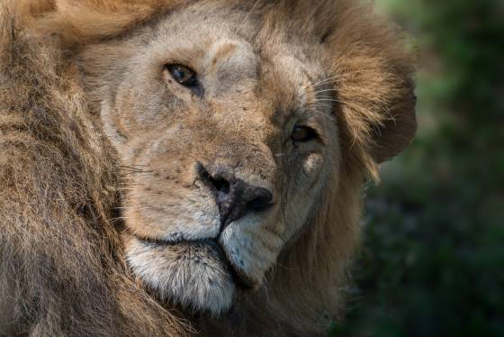 Lion lying on his side Head shot of lion lying on his side in Tanzania.