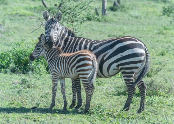 Mother and Child Zebras Mother and child zebras seen in Tanzania.