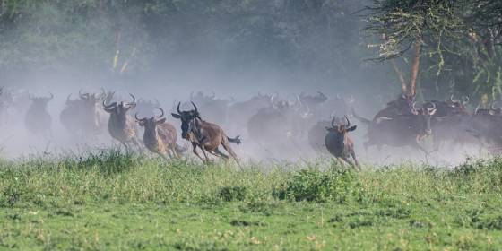 Wildebeest Stampede Wildebeest Stampeding in Tanzania