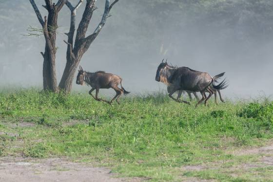 Wildebeest running Wildebeest running as part of a stampede in Tanzania.