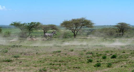 Zebra Running Zebra running in the serengeti.