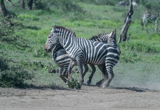 Zebras Fighting No 1 Zebras use their powerful jaws and teeth to bite each other during fights. Additionally, they are known to use their strong hind legs for kicking.
