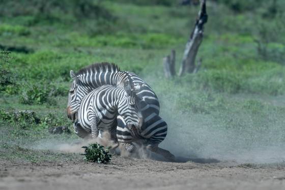 Zebras Fighting No 2 Zebras use their powerful jaws and teeth to bite each other during fights. Additionally, they are known to use their strong hind legs for kicking.