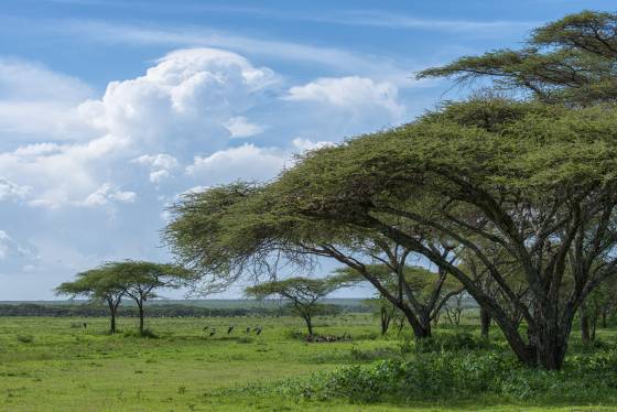Acacia Trees in Serengeti National Park Wildebeest, Vultures, and Marabou Storks framed by Acacia trees in Serengeti National Park.