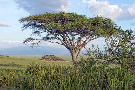 Acacia framing the savannah Acacia framing a lodge in Ngorongoro Crater, Tanzania
