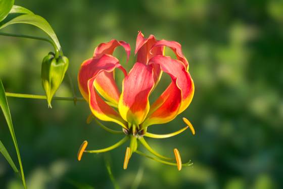Gloriosa Lily Gloriosa lily, also known as Flame lily, seen in Tanzania.