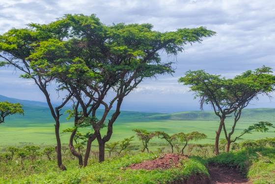 Painterly Acacia Trees Acacia trees seen in Ngorongoro crater, Tanzania.