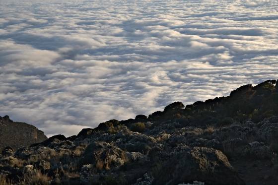 Above the Clouds Looking down on the clouds from the Shira Plateau trail