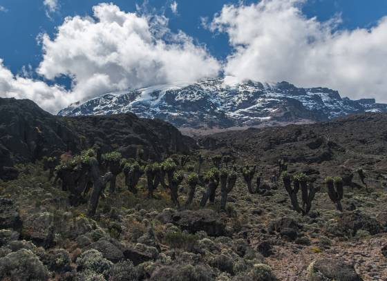 View of Kilimanjaros Barranco Wall Giant groundsels with the Barranco Wall of Kilimanjaro in the background.