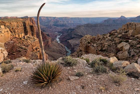 Agave close to blooming Agaveclose to blooming at Cape Solitude on the rim of the Grand Canyon