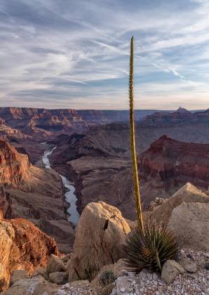 What the Agave sees Agave at Cape Solitude on the rim of the Grand Canyon