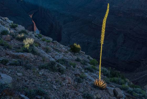 Agave 1 Agave on Tatahatso Point