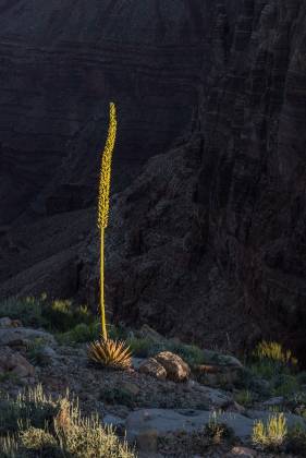 Agave 2 Agave on Tatahatso Point