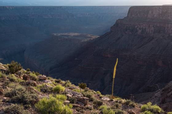 Agave 3 Agave on Tatahatso Point