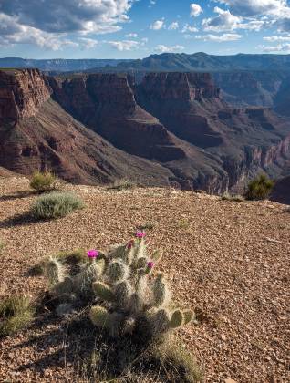 Prickly Pear Prickly Pear with Small Point and Tatahoysa Wash in the background