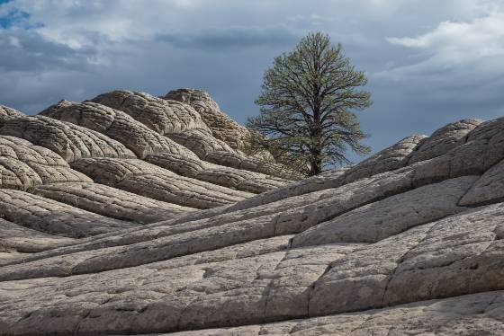 White Pocket Lone Pine A Ponderosa Pine at The White Pocket in Vermilion Cliffs BN