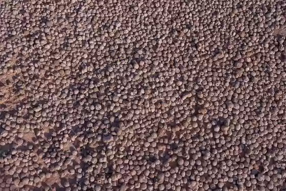 Martian Blueberries Pea sized rocks east of The White Pocket in Vemilion Cliffs National Monument