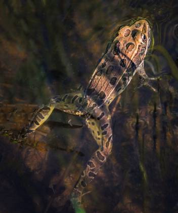 Frog in Soap Creek Tank Frog in Soap Creek Tank in Vermilion Cliffs NM